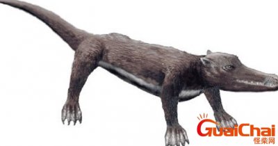 ​巴基兽的祖先是什么？巴基兽是什么动物