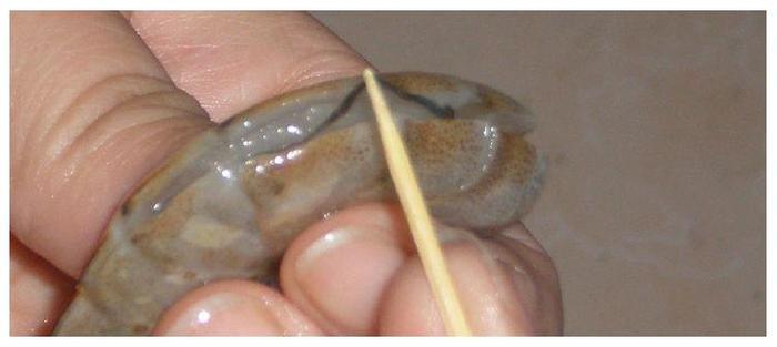 吃虾的时候，虾线并不是不能吃，真正不能吃的是虾的另一部位