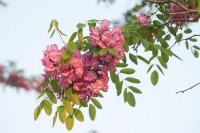 ​槐树花有毒吗（槐树花有没有毒）