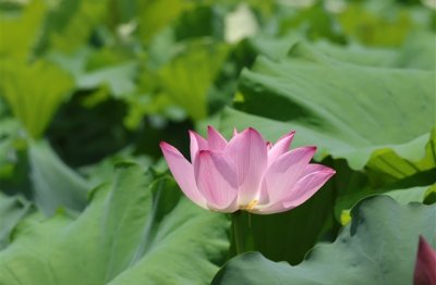 ​lol英雄有关的网名(共128个)