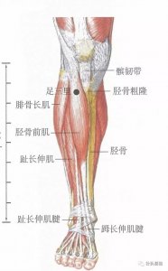 ​下合穴（下合穴是六腑气血汇聚于下肢三阳经的部位）