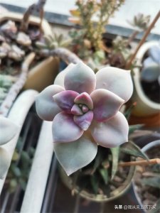 ​养多肉第九年，分享一下我养过的116种多肉品种图，纯实物拍摄！