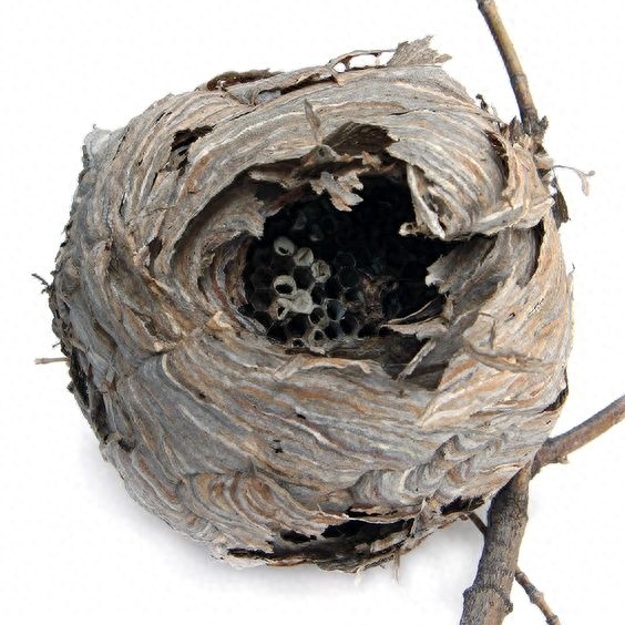 有“中国杀人蜂”之称的胡蜂