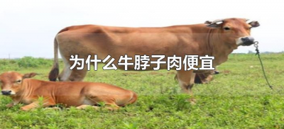 ​为什么牛脖子肉便宜（牛脖子肉是不是很便宜）