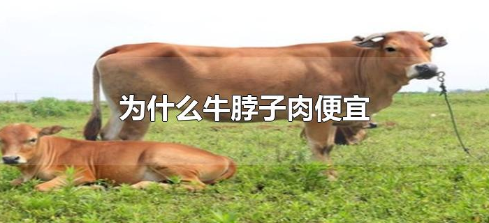 为什么牛脖子肉便宜 为什么牛脖子肉便宜
