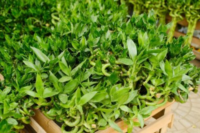 ​富贵竹生根后怎么养