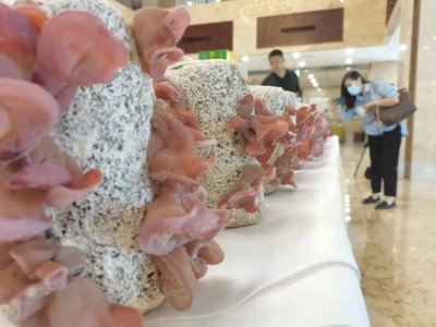 ​颠覆认知！粉红色的木耳来了