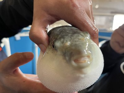 ​「唐山市农业品牌展示」之唐山河鲀：小河鲀孵化出大产业