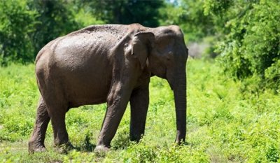 ​中国现存的8种猛兽，每只都是“一级国宝”，伤害一只牢底坐穿！