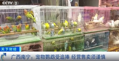 ​宠物鹦鹉受追捧，有品种每只高达2000元！注意：这样做可能违法…