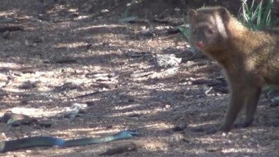 ​蛇在自然界最大的天敌，比平头哥还猛，一条毒蛇都不会放过！