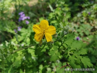 ​山野间的断肠草