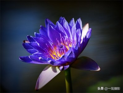 ​送上一朵蓝色睡莲，表达一份永恒的等待