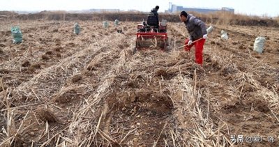 ​小洋姜种出致富“大文章”