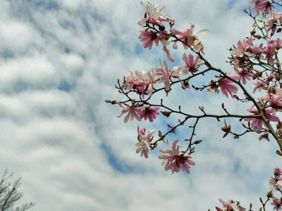 ​乱花渐欲迷人眼，来上海之鱼与花相约吧！