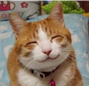 ​50幅萌猫可爱照