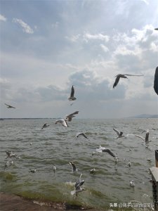​西山脚下，滇池湖畔，比海埂大坝更适合拍海鸥的地方-海埂公园！