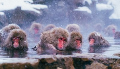 ​日本长野旅游体验行程推荐、必吃美食、好评饭店全整理